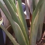 Strelitzia nicolai Corteza