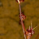 Juncus bulbosus Ovoce