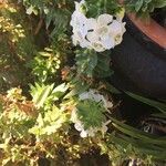 Angelonia angustifolia Blomst