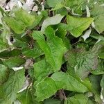 Petasites paradoxusЛист