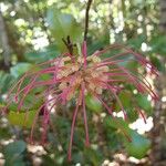 Grevillea meisneri ᱵᱟᱦᱟ