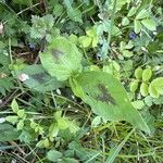 Persicaria virginiana Fuelha