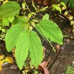 Bauhinia acuminata Feuille