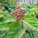 Clerodendrum splendens Flower