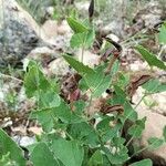 Aristolochia pistolochia Blüte