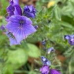 Echium plantagineum Flower