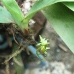 Angraecopsis elliptica Flor