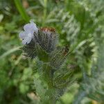 Anchusa arvensis Corteza