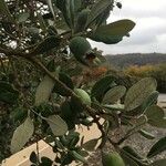 Feijoa sellowiana 葉