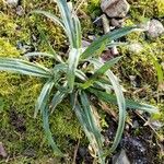 Carex flaccosperma Lehti