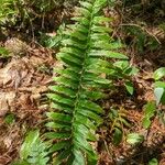 Polystichum acrostichoides ഇല