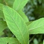 Spiraea salicifolia Leaf