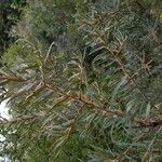 Salix caesia Likasa