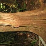 Pouteria hispida Corteza