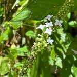 Gonzalagunia hirsuta Flower