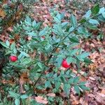 Ruscus aculeatus Hostoa