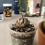 Dioscorea elephantipes Fuelha