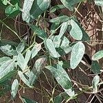 Kennedia coccinea Leaf