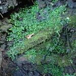 Selaginella rotundifolia