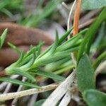 Sabulina verna Hábitos