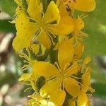 Agrimonia eupatoria Floro