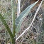 Crepis albida Folla