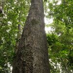 Tetraberlinia bifoliolata Rinde