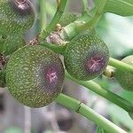 Ficus erecta Gyümölcs