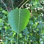 Ficus religiosa Folha