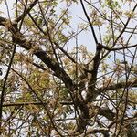 Lannea welwitschii Habitus