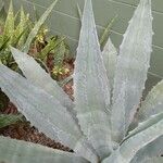 Agave asperrima Leaf