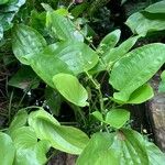Echinodorus cordifolius Floare