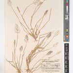 Sporobolus uniglumis Alia