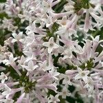 Syringa villosa Blüte