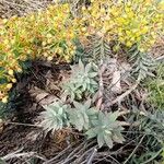 Euphorbia oxyphylla Virág