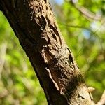 Colutea arborescens Bark