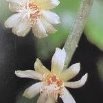 Rhipsalis neves-armondii Fula