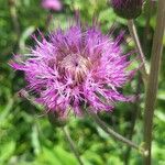 Cirsium heterophyllumFleur