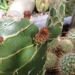 Opuntia dillenii Liść