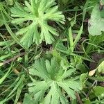 Geranium carolinianum Fuelha