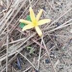 Hypoxis filiformis Flower