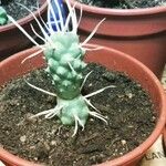 Tephrocactus articulatus Hostoa