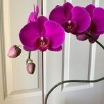 Phalaenopsis spp.Квітка