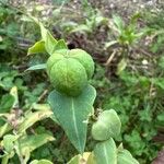 Euphorbia lathyrisMeyve