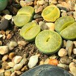 Lithops spp. 整株植物