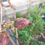 Glycine arenariaFlower