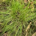 Carex radiata List