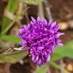 Gutenbergia boranensis Flor