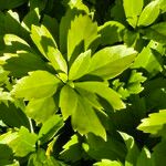 Pachysandra terminalis Листок