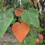 Croton urucurana Blad